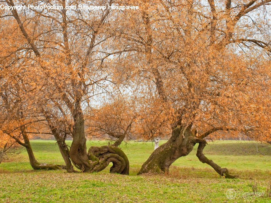 Oak, Tree, Wood, Plant, Willow, Forest, Grove