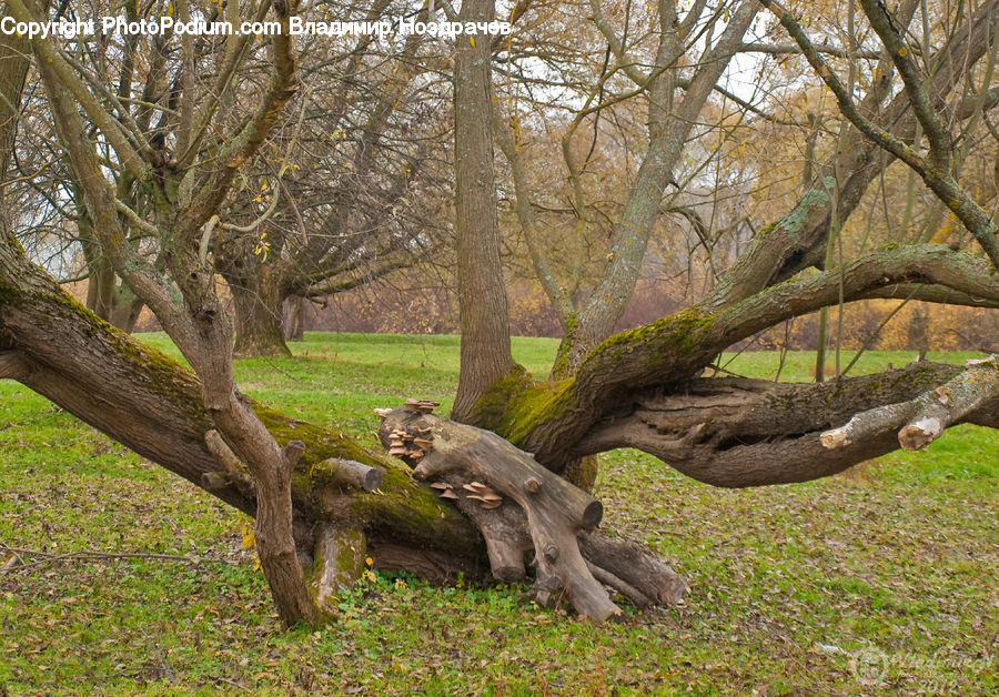 Forest, Grove, Land, Plant, Tree, Oak, Wood