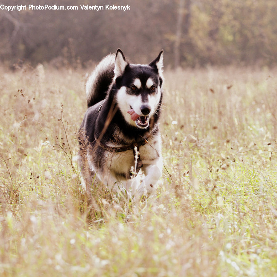 Animal, Canine, Dog, Husky, Mammal, Pet, Field