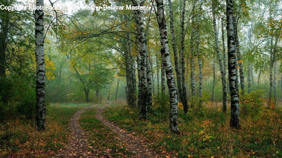 Birch, Tree, Wood, Forest, Grove, Land, Vegetation