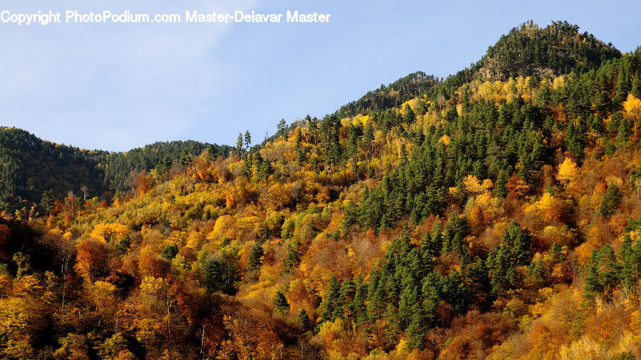 Conifer, Fir, Plant, Tree, Forest, Vegetation, Pine