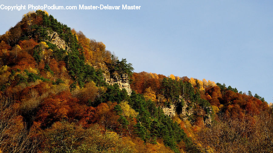Conifer, Fir, Plant, Tree, Forest, Vegetation, Larch