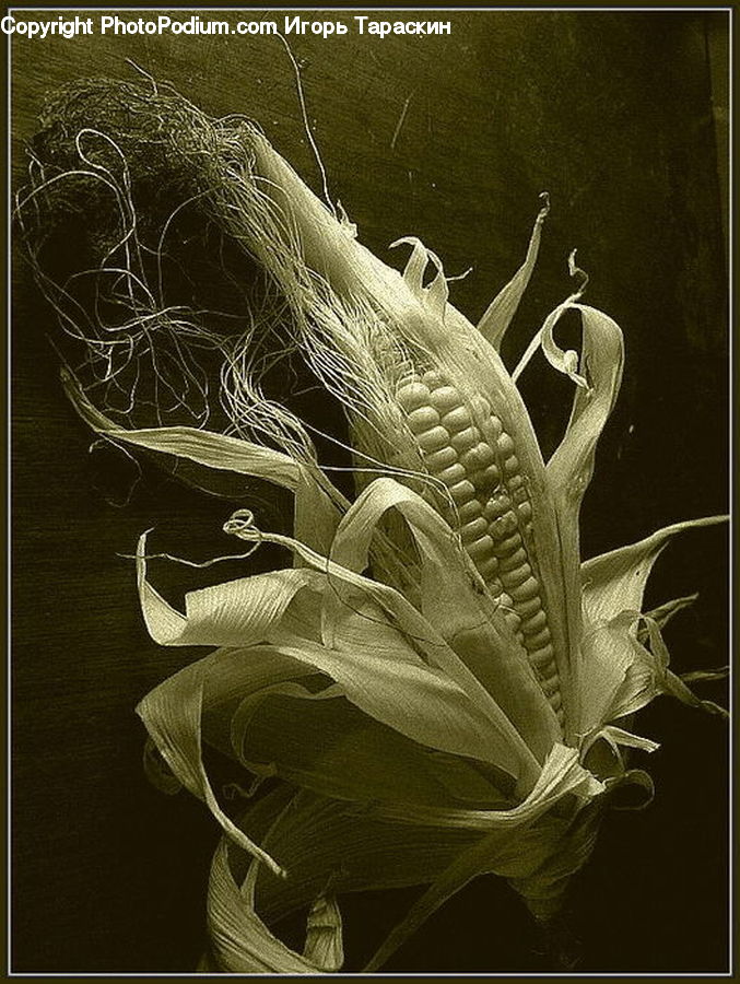 Art, Modern Art, Blossom, Flora, Flower, Plant, Flower Arrangement