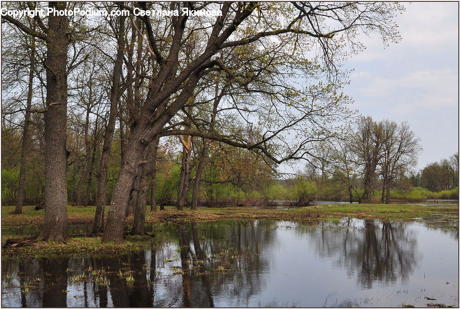 Land, Marsh, Outdoors, Swamp, Water, Pond, Forest