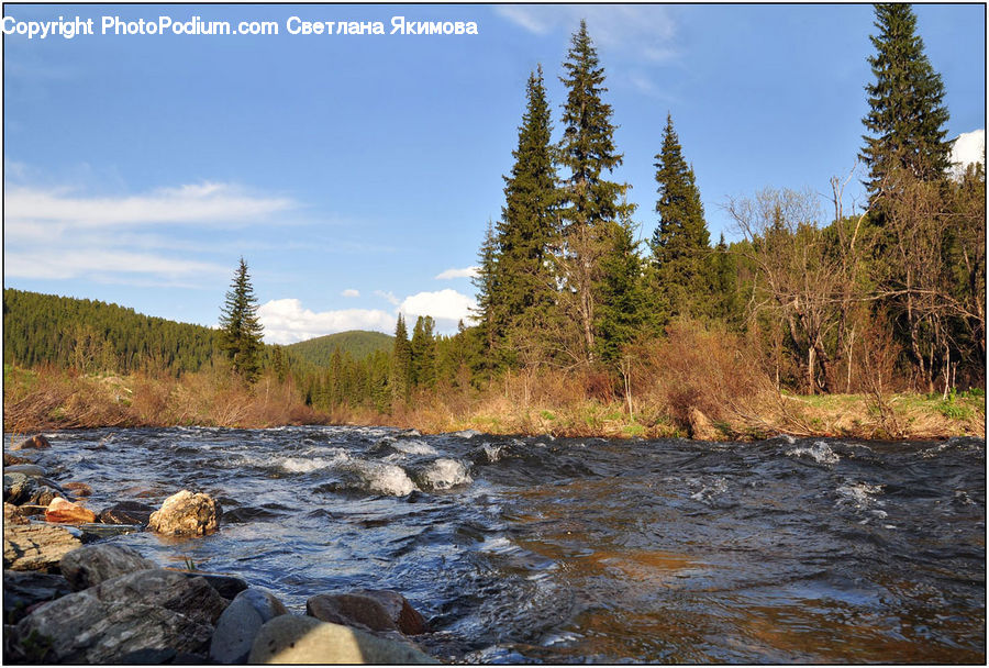 Creek, Outdoors, River, Water, Conifer, Fir, Plant