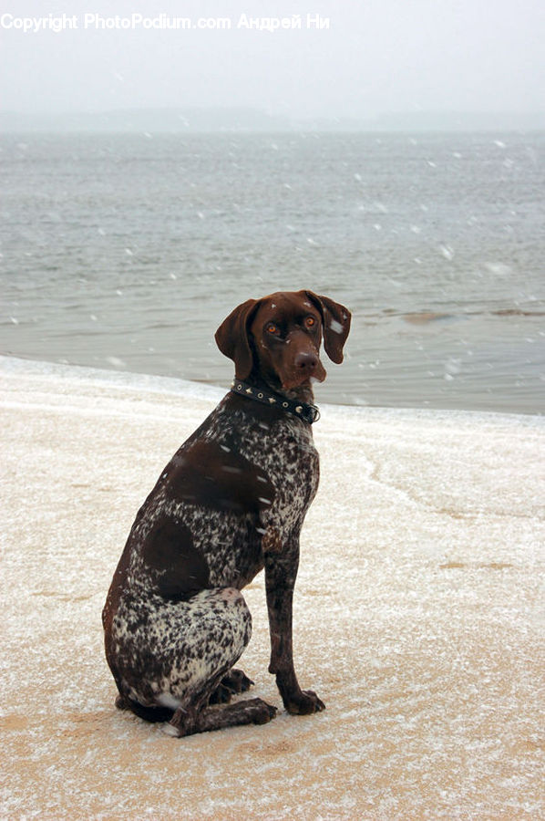 Animal, Canine, Dog, Mammal, Pet, Pointer, Labrador Retriever