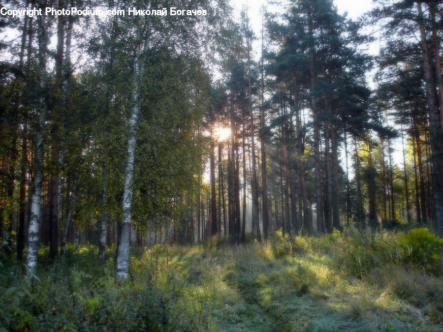 Forest, Vegetation, Conifer, Fir, Spruce, Wood, Plant