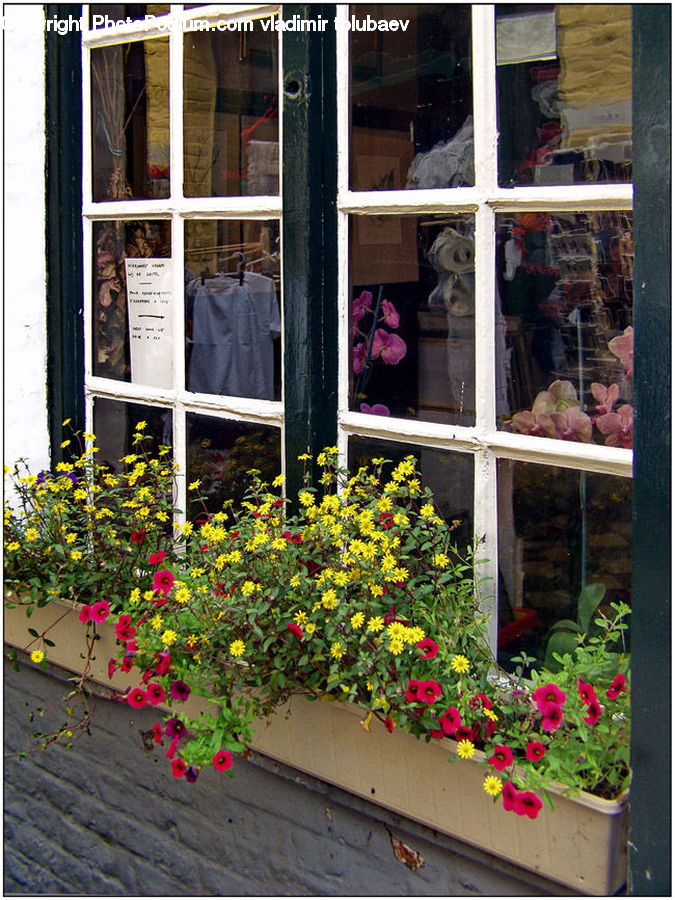 People, Person, Human, Window, Planter, Potted Plant, Blossom