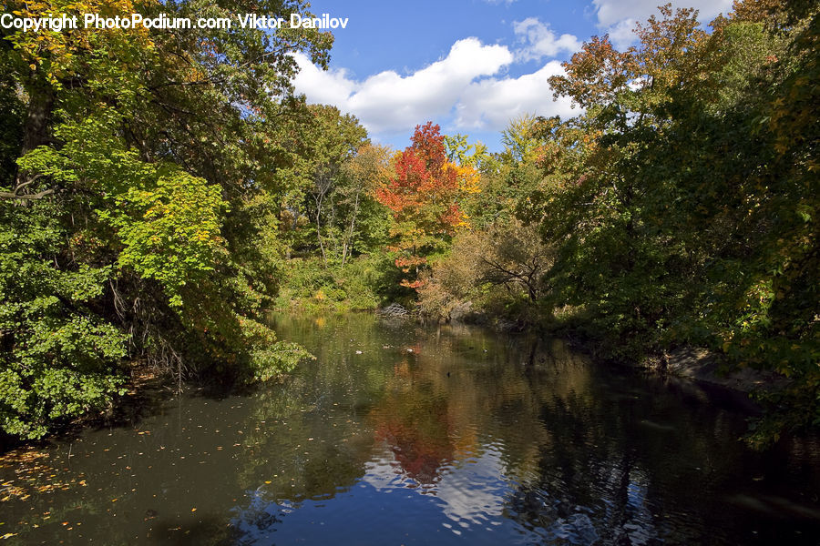 Outdoors, Pond, Water, Plant, Tree, Creek, River