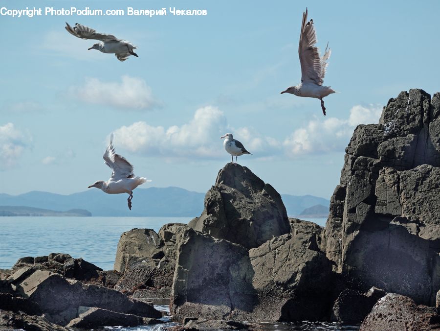Bird, Booby, Seagull, Albatross, Cliff, Outdoors, Coast