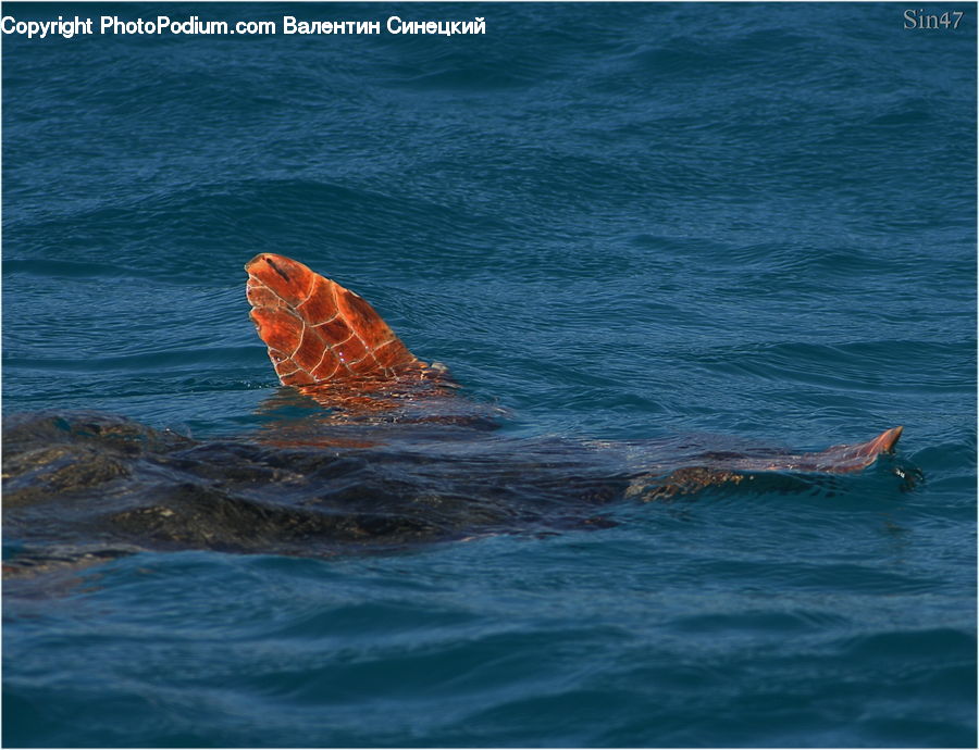 Animal, Fish, Mammal, Sea Life, Whale, Ocean, Outdoors