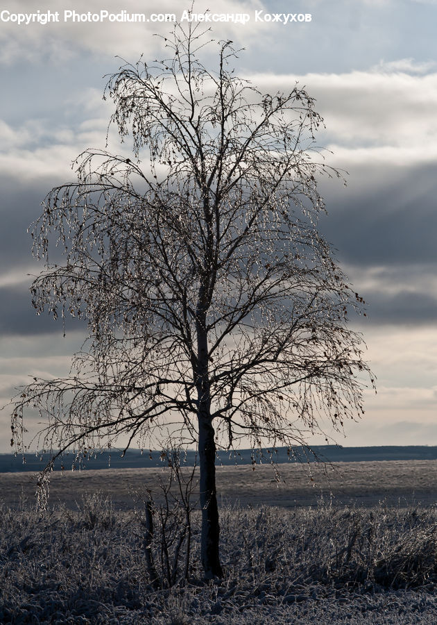 Plant, Tree, Oak, Wood, Birch, Blossom, Flora