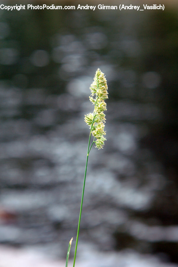 Flower, Lupin, Plant, Dill, Conifer, Fir, Tree