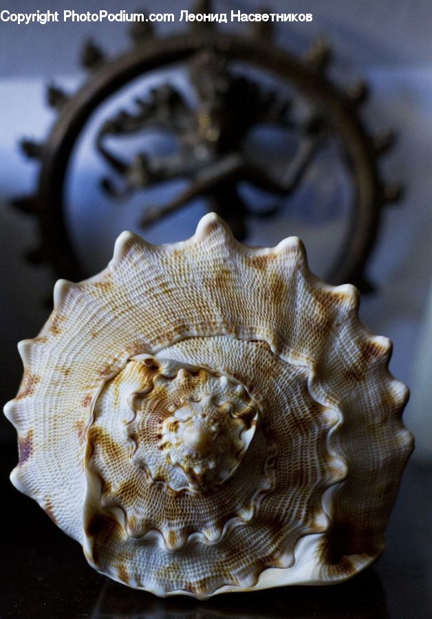 Conch, Invertebrate, Sea Life, Seashell