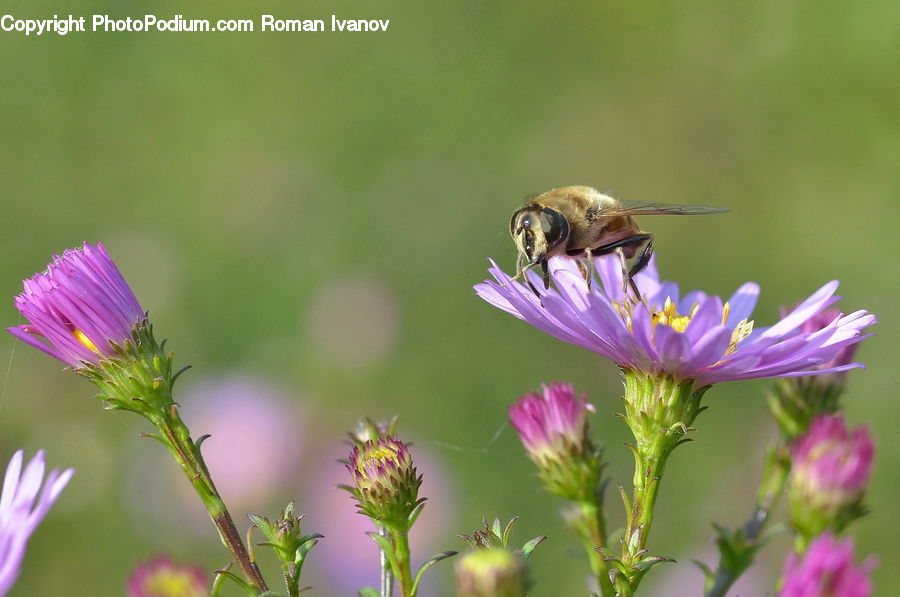 Flora, Flower, Plant, Thistle, Weed, Bee, Insect