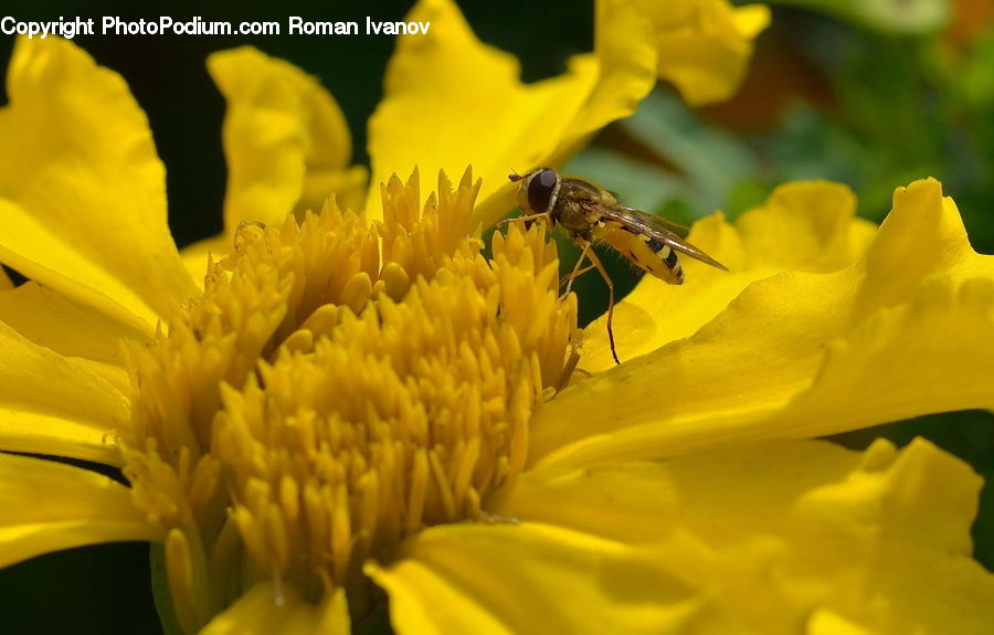 Blossom, Daffodil, Flora, Flower, Plant, Bee, Insect