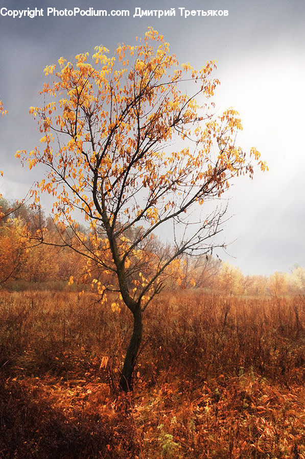 Plant, Tree, Oak, Wood, Field, Grass, Grassland