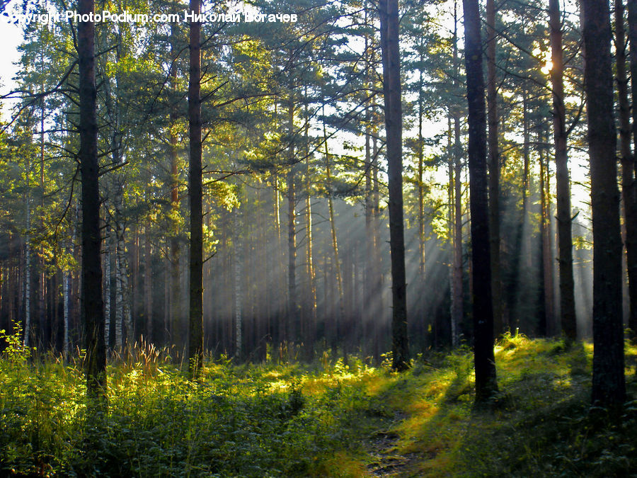 Forest, Vegetation, Grove, Land, Conifer, Fir, Plant