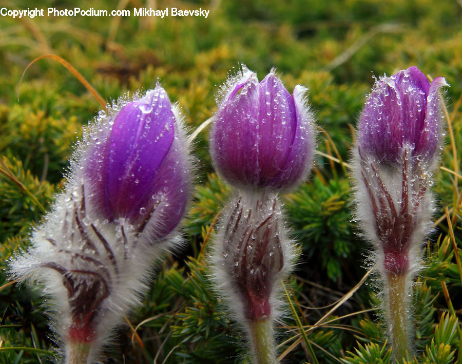 Flora, Flower, Plant, Thistle, Weed, Blossom, Crocus