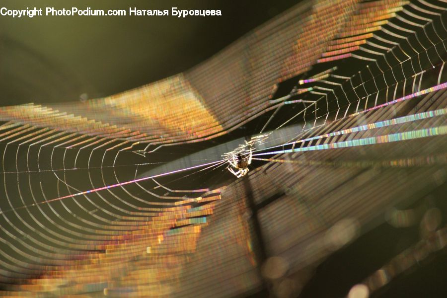 Arachnid, Garden Spider, Insect, Invertebrate, Spider, Building, Housing