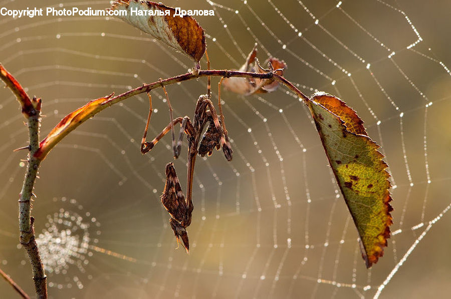 Arachnid, Garden Spider, Insect, Invertebrate, Spider