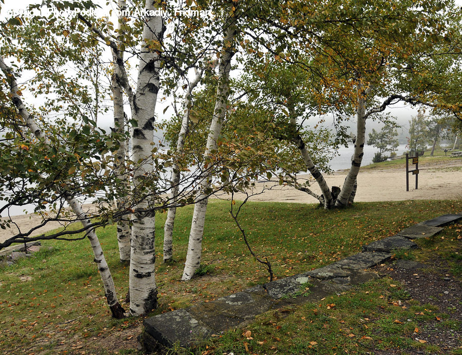 Birch, Tree, Wood