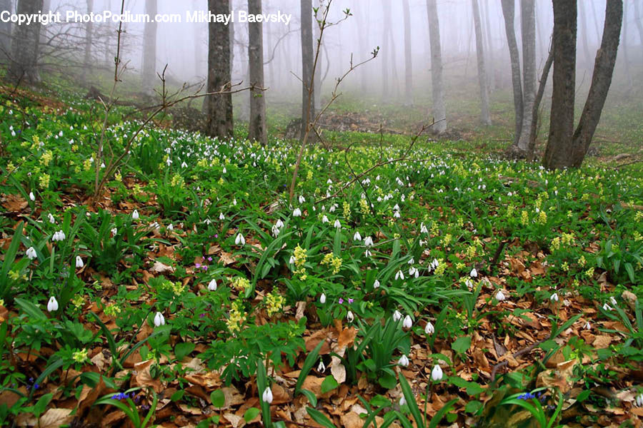 Ground, Soil, Forest, Grove, Land, Vegetation, Flare