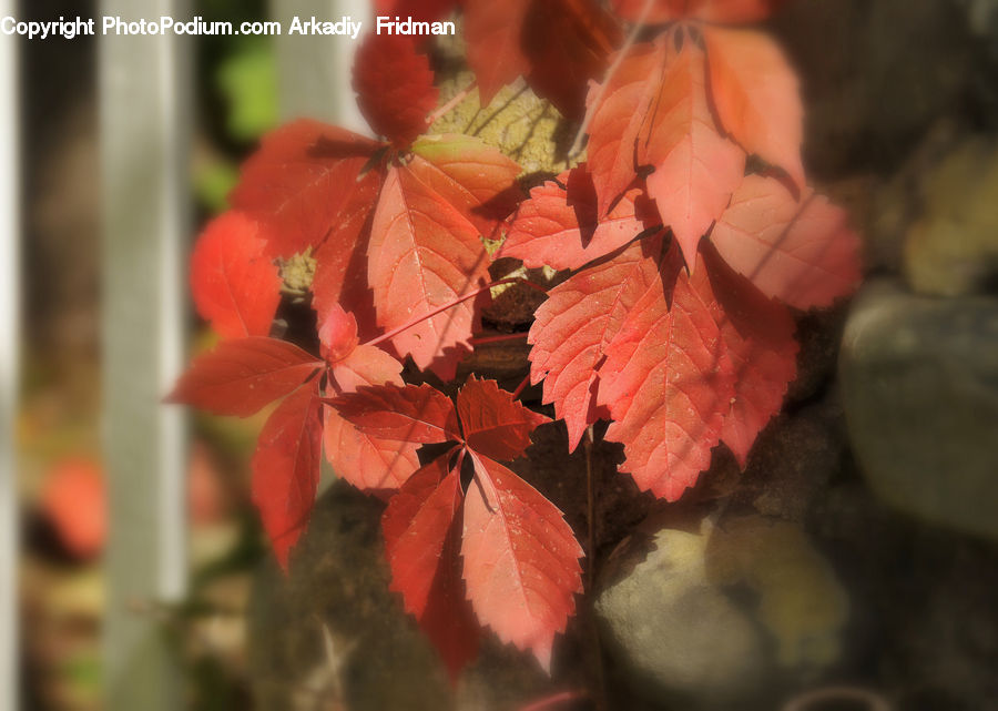 Blossom, Flora, Flower, Geranium, Plant, Carrot, Root