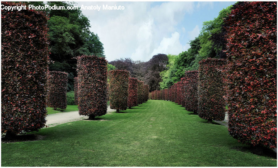 Fence, Hedge, Plant, Conifer, Tree, Wood, Yew