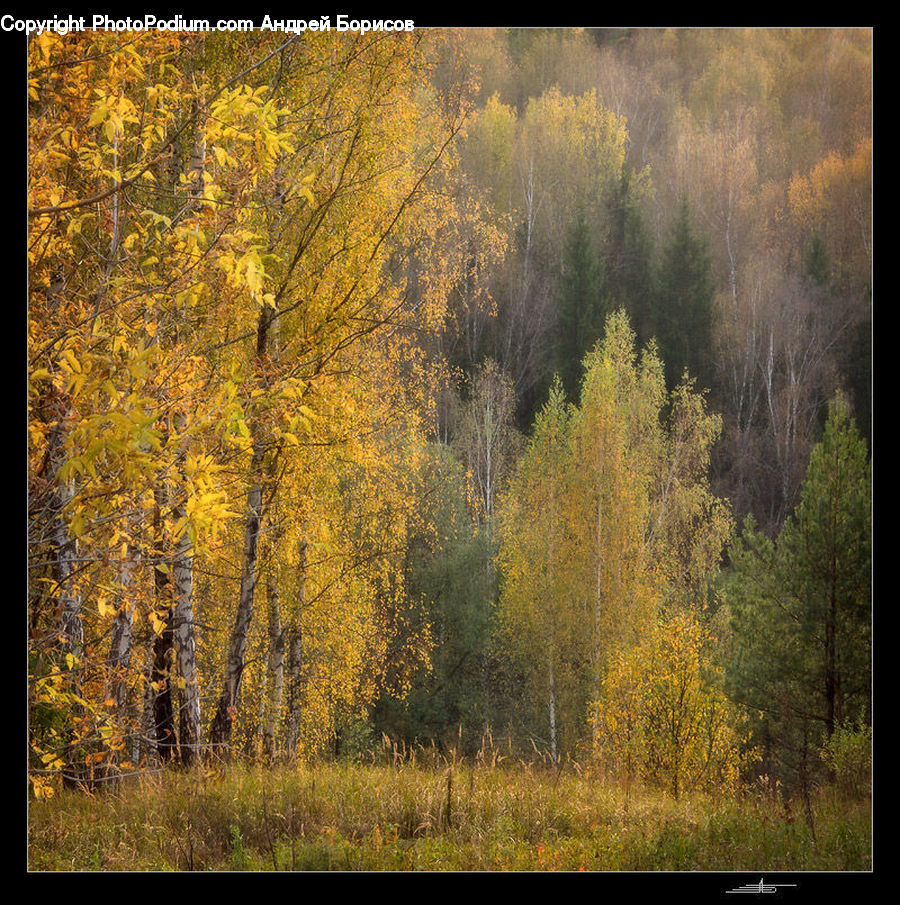 Plant, Tree, Willow, Conifer, Fir, Dirt Road, Gravel