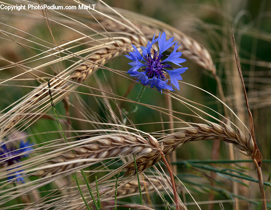 Field, Grass, Grassland, Plant, Fiber, Flax, Flora