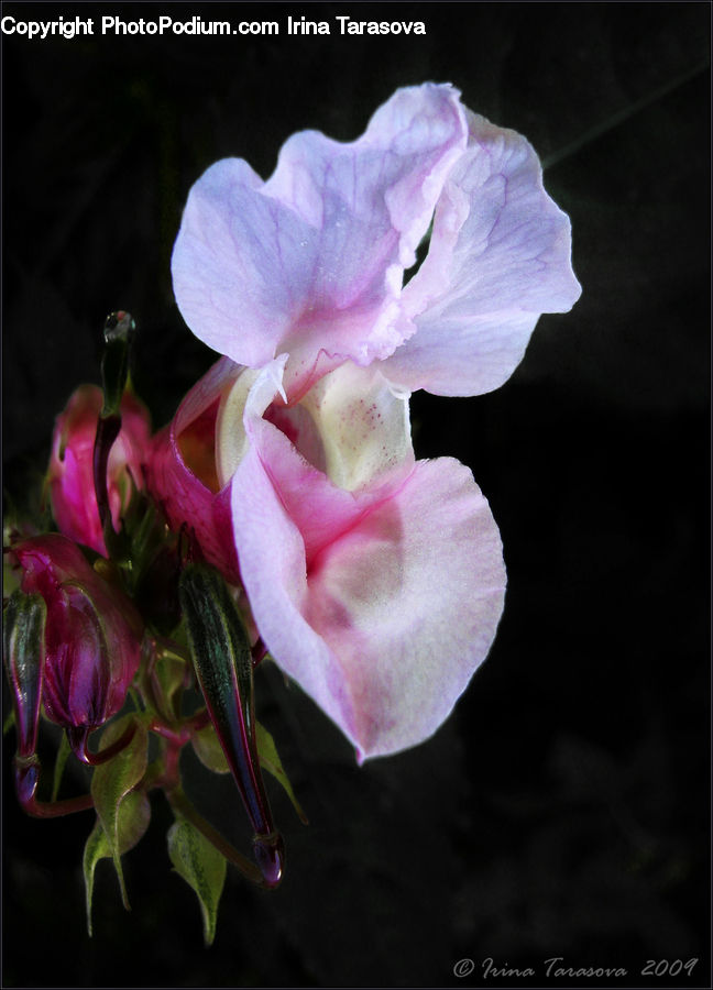 People, Person, Human, Blossom, Flora, Flower, Geranium