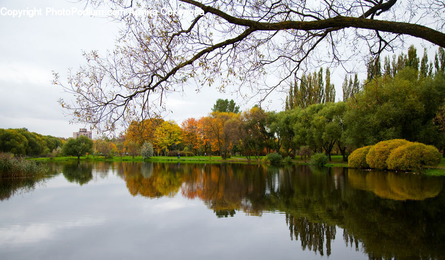 Outdoors, Pond, Water, Plant, Tree, Field, Grass
