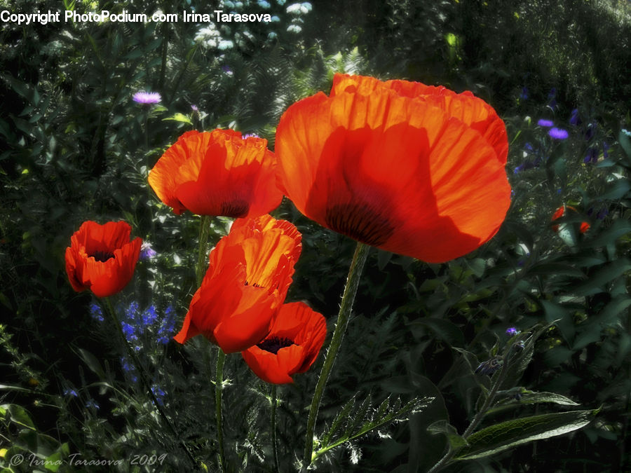 Blossom, Flora, Flower, Plant, Poppy, People, Person