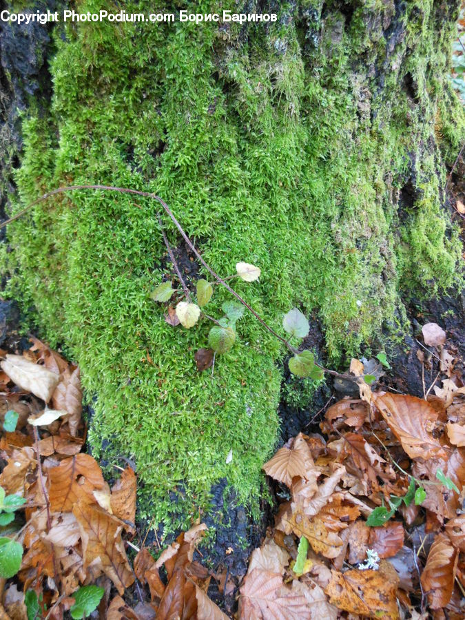 Ivy, Plant, Vine, Agaric, Amanita, Fungus, Mushroom
