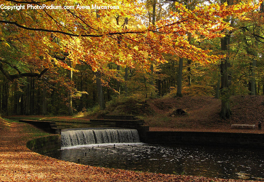 Forest, Grove, Land, Vegetation, Water, Countryside, Outdoors