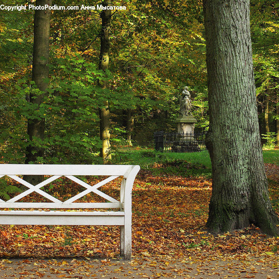 Bench, Oak, Tree, Wood, Park Bench, Tree Trunk, Plant