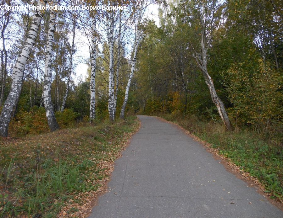 Path, Road, Walkway, Birch, Tree, Wood, Dirt Road