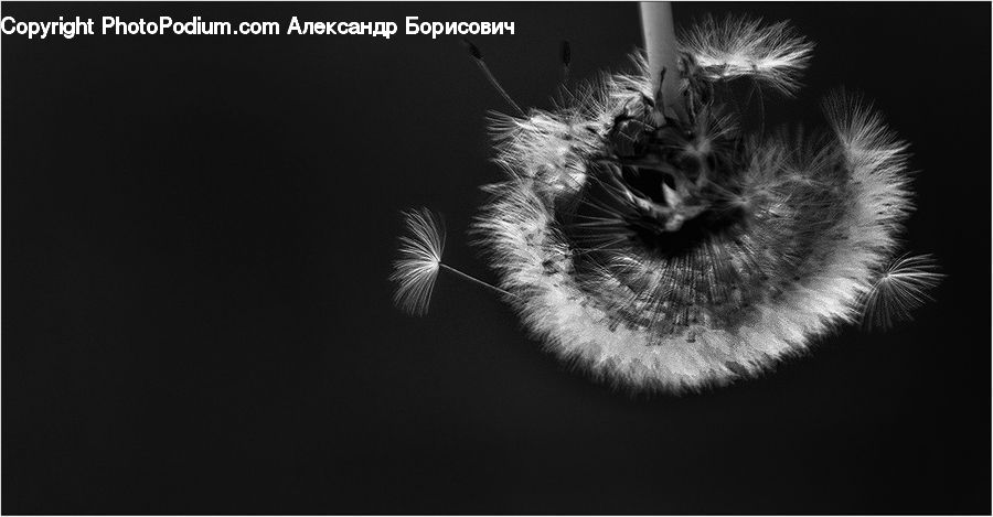 Dandelion, Flower, Plant, Head, Portrait, Andrena, Apidae