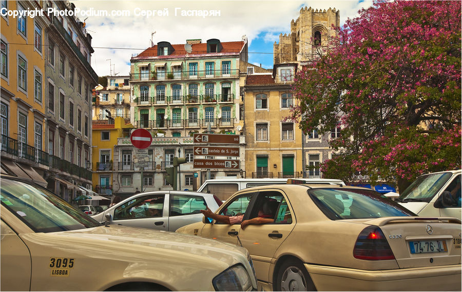 Automobile, Car, Vehicle, Coupe, Sports Car, Plant, Tree
