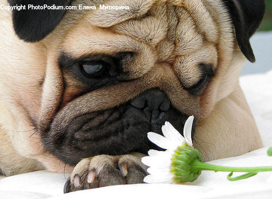 Animal, Canine, Dog, Mammal, Pet, Pug, Herbs