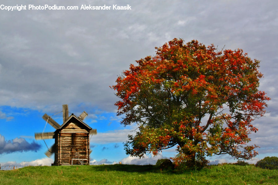 Architecture, Bell Tower, Clock Tower, Tower, Plant, Tree, Maple