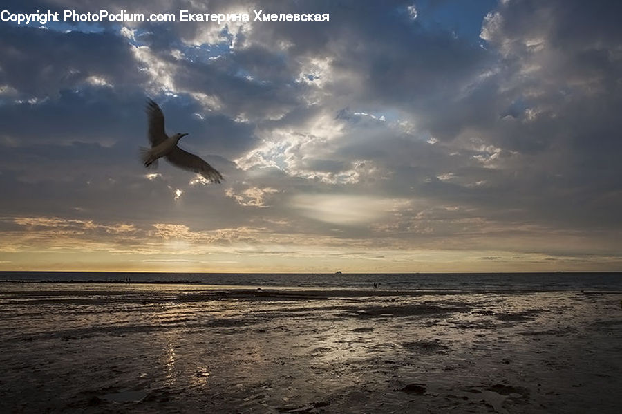 Bird, Seagull, Beach, Coast, Outdoors, Sea, Water