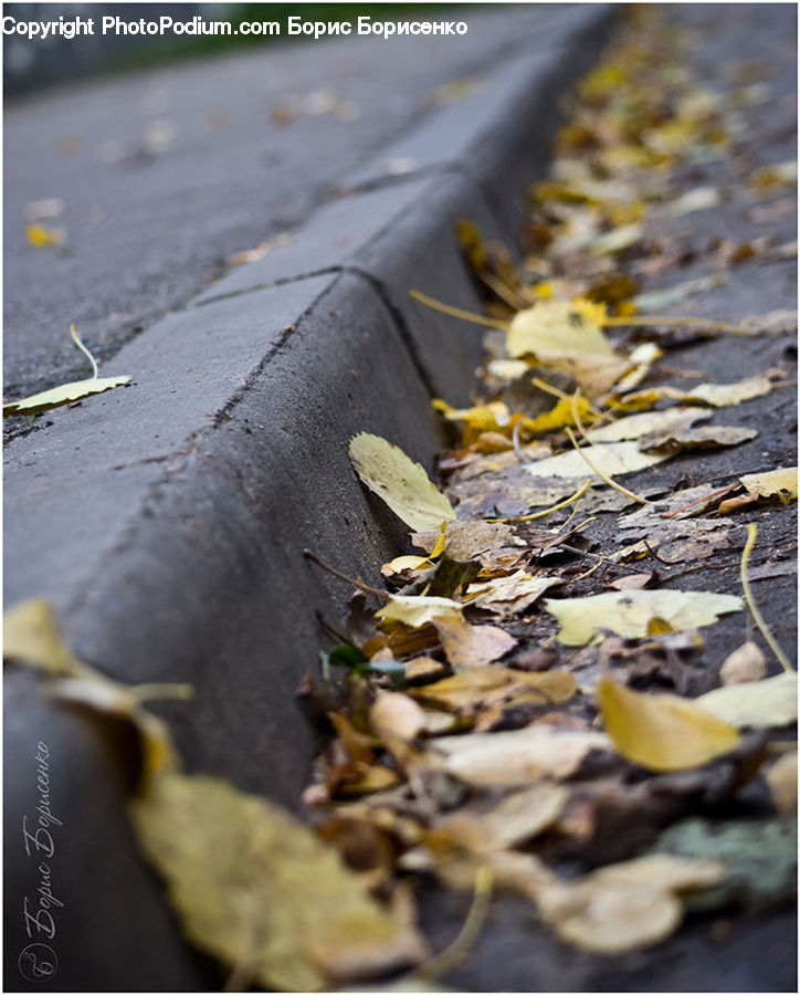 Pavement, Bird, Canary, Finch, Asphalt, Tarmac, Agaric