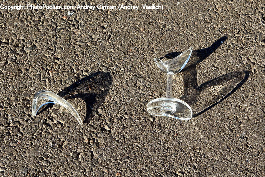 Asphalt, Tarmac, Bird, Booby, Soil, Outdoors, Sand