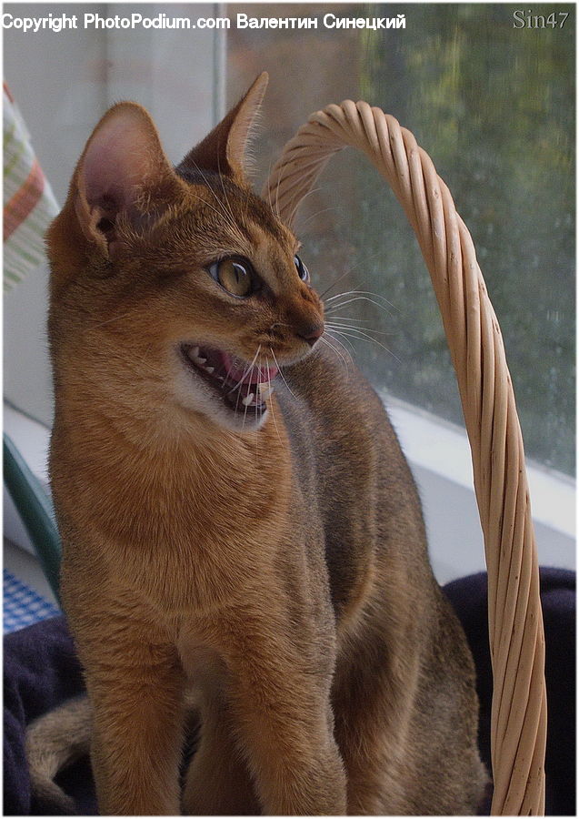 Abyssinian, Animal, Cat, Mammal, Pet, Blanket, Home Decor