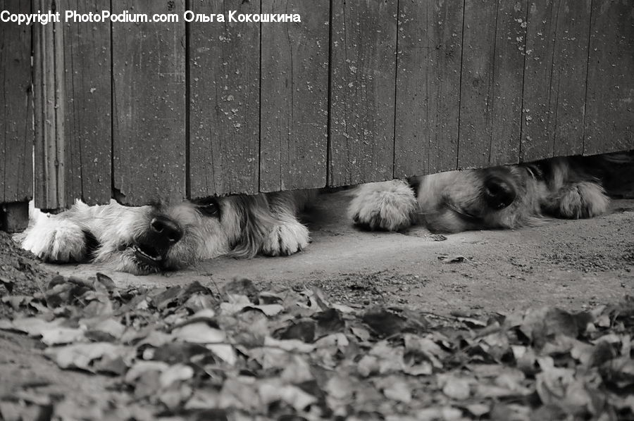 Animal, Canine, Dog, Mammal, Pet, Terrier, Dirt Road