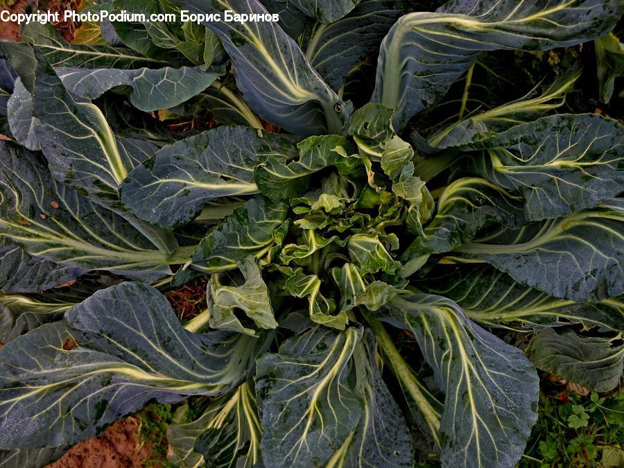 Plant, Potted Plant, Ivy, Vine, Cabbage, Produce, Vegetable
