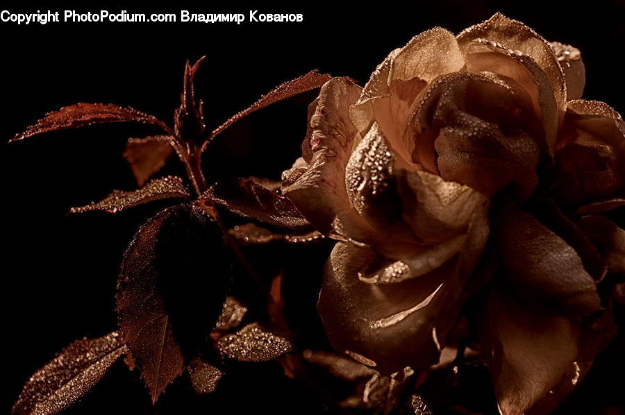 Blossom, Flower, Plant, Rose, Flora, Petal, Flower Arrangement