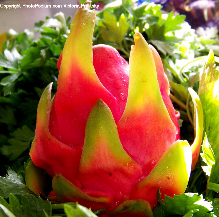 Fruit, Bell Pepper, Pepper, Produce, Vegetable, Blossom, Flora
